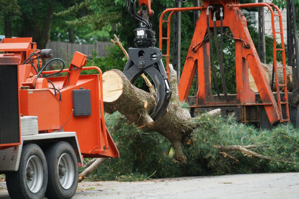 Best Commercial Tree Services  in Elk Ridge, UT